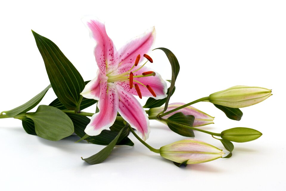 Flower pink white