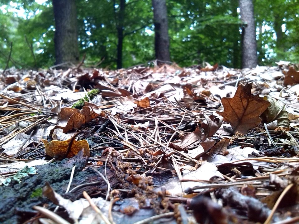 Arboretum bramy morawskiej, Racibrz, Pol