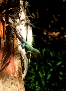 Green, Tropical, Lizard