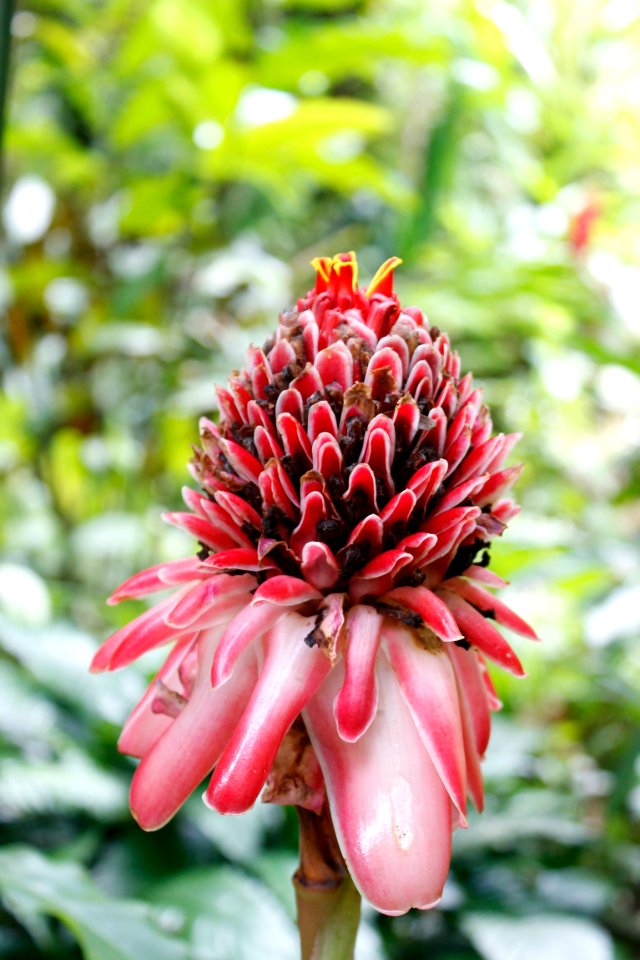 Puerto rico, Floral, Red