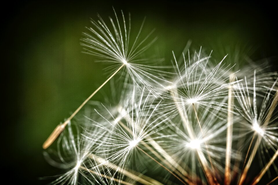 Grungy dandelion seed