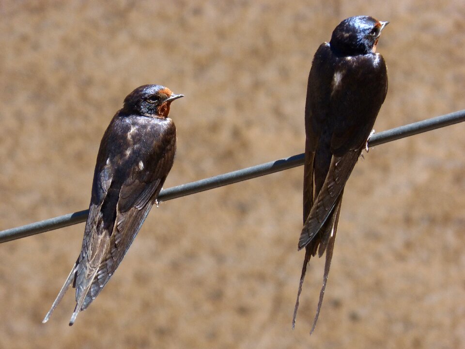 Couple oreneta hirundo rustica