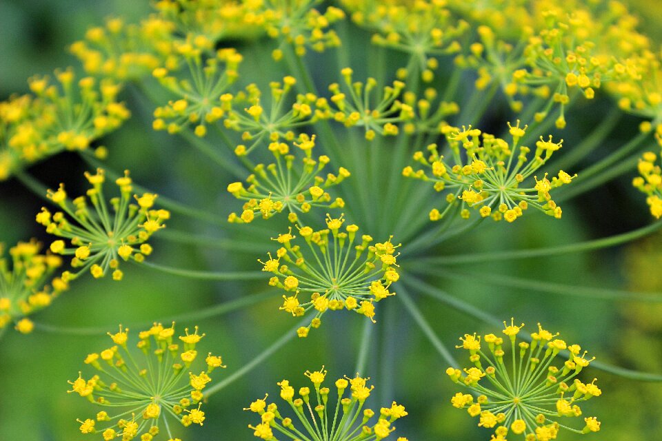 Yellow plant summer