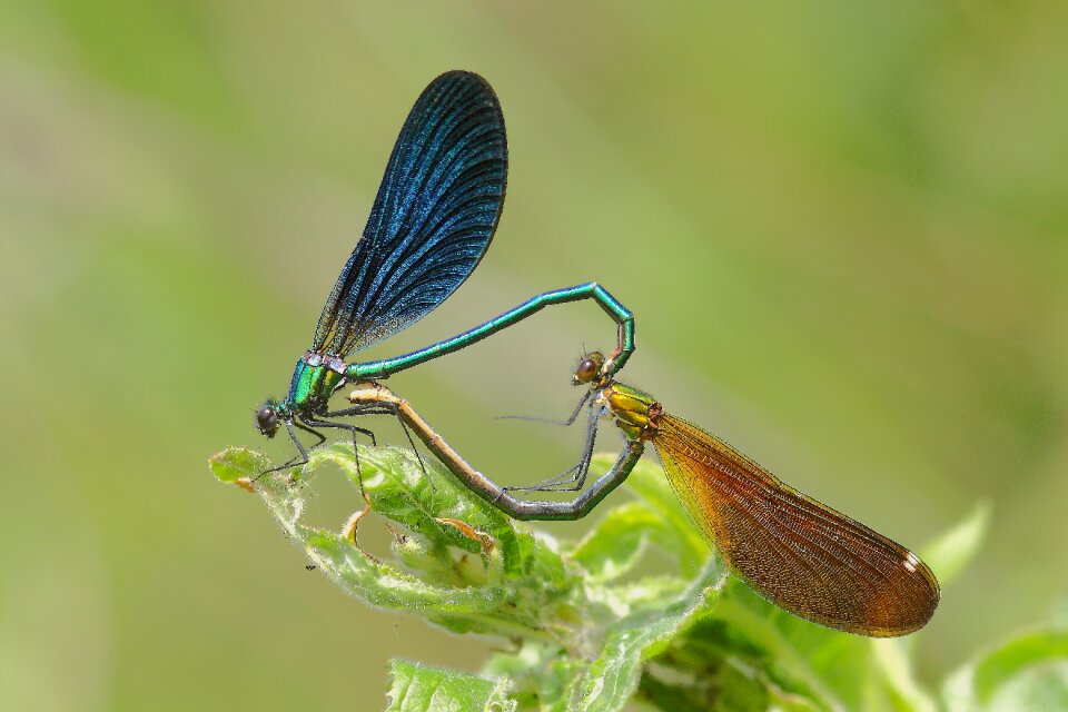 Dragonflies bridesmaids coupling