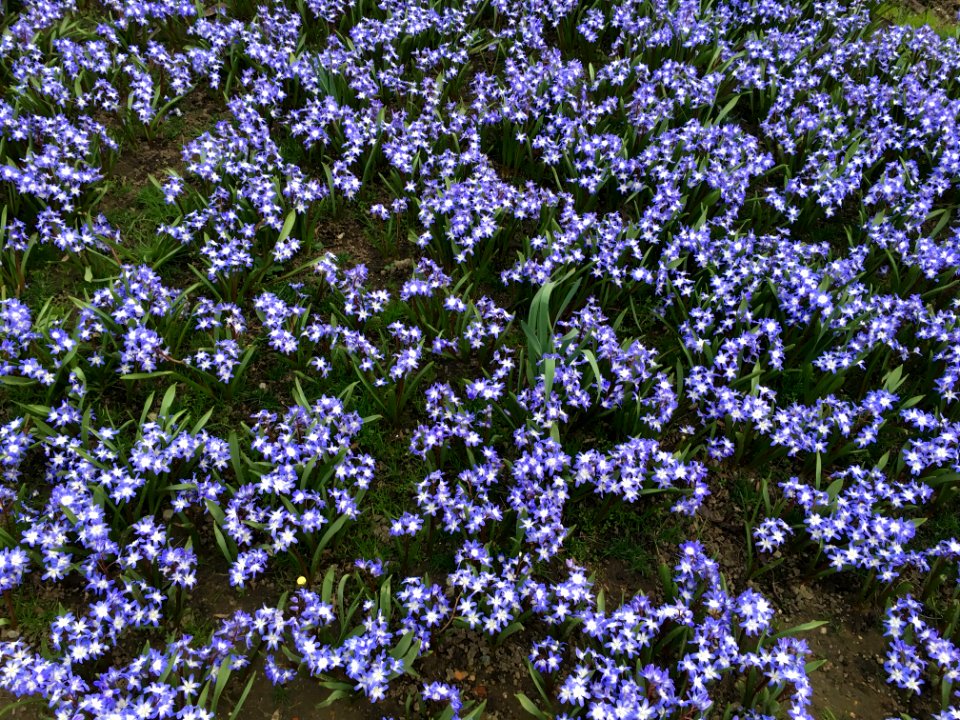 Brussels, Belgium, Purple