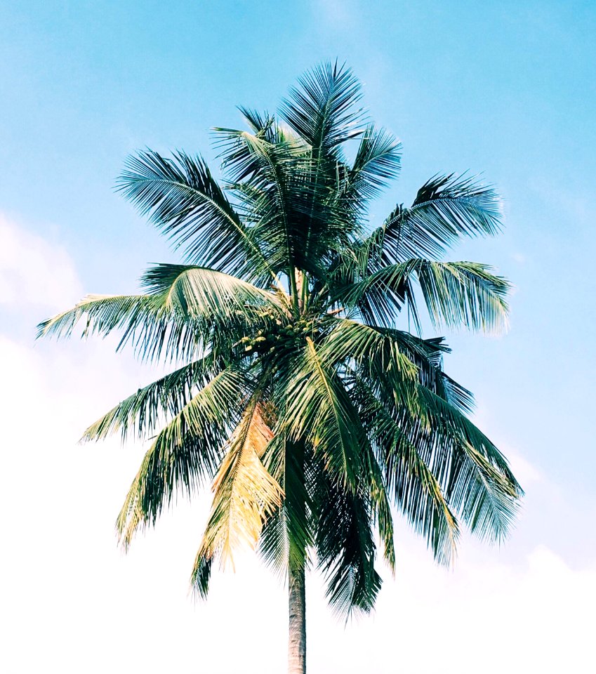 Sri lanka, Tropical, Blue