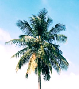 Sri lanka, Tropical, Blue