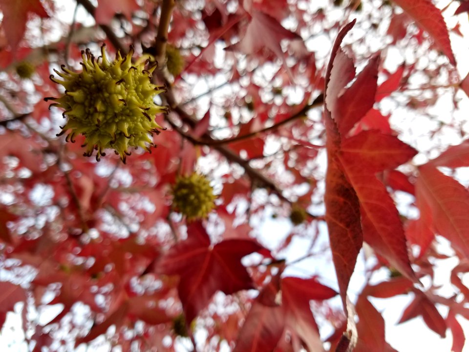 Gum, Green, Red