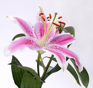 Flower pink white photo