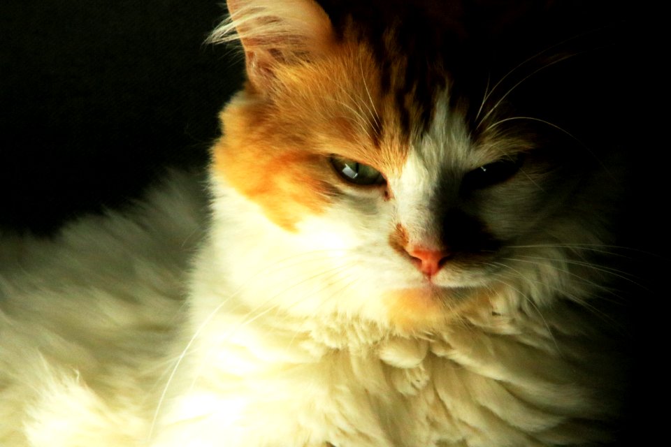 Cognac, France, Animal