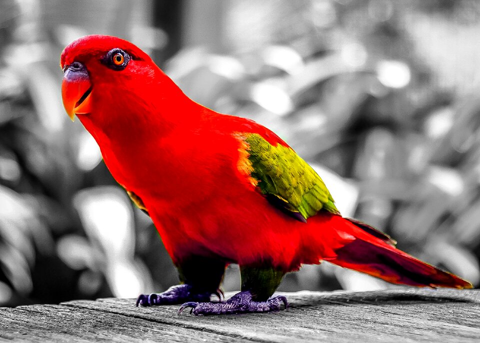 Colorful color splash feathers