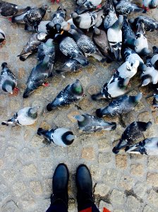Amsterdam, Netherland, Pigeon