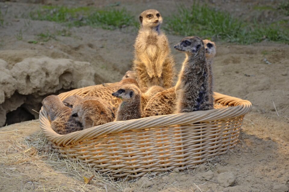 Mammal watch lively