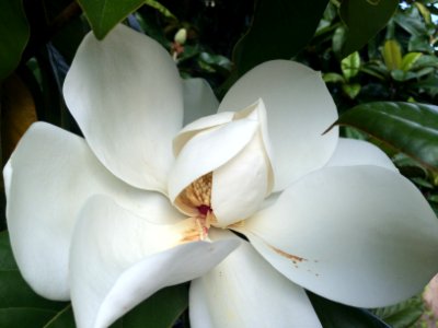 South carolina, United states, Tree blossoms
