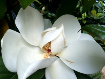 South carolina, United states, Tree blossoms photo