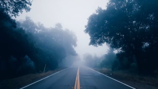 Lines, Roads, Forest