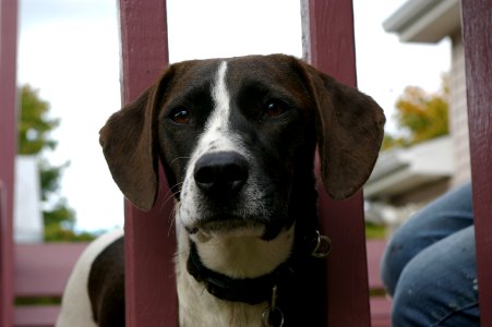 Victoriaville, Canada, Sad dog