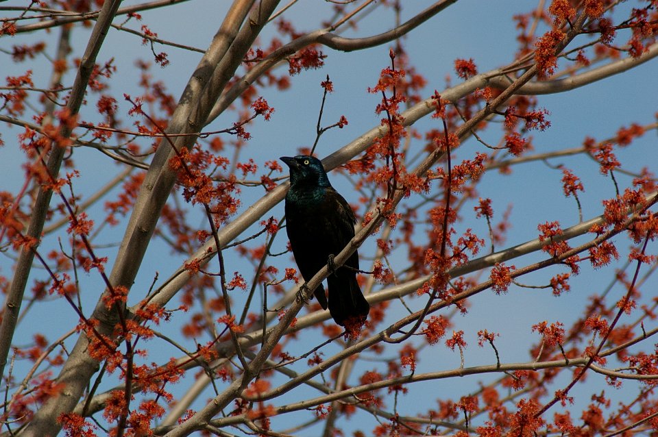 Longueuil, Canada, Branches