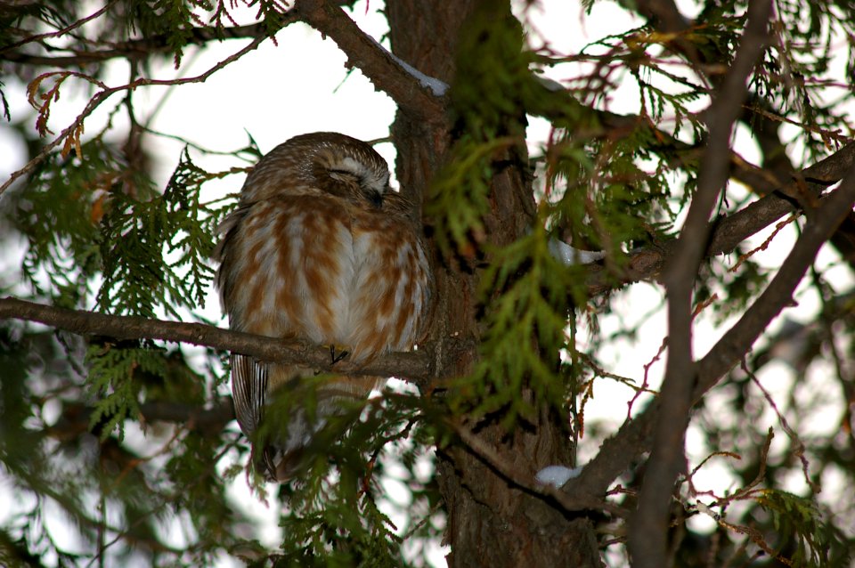 Boucherville, Canada, Forest