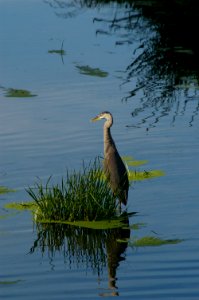 Le fleuve saintlaurent, Water, Aquatic bird