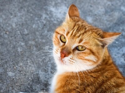 Face kitten tabby