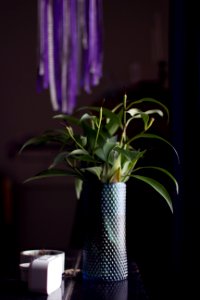 Composition, Flower, Vase photo
