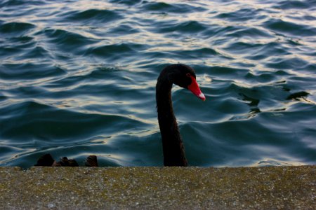 Bird, Nature, Lake