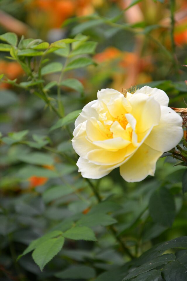 Flower garden nature