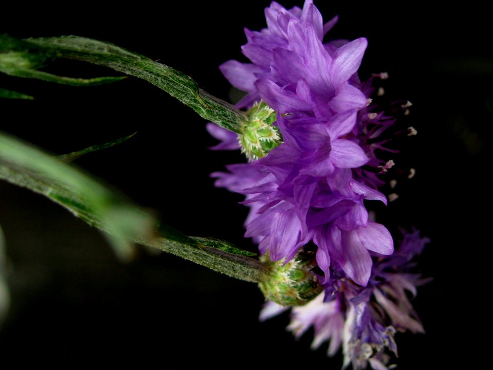 Summer, Nature, Wild cornflower