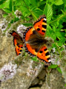 Mint, Herb, Butterfly photo