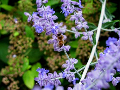 Spring, Blossom, Lavender photo