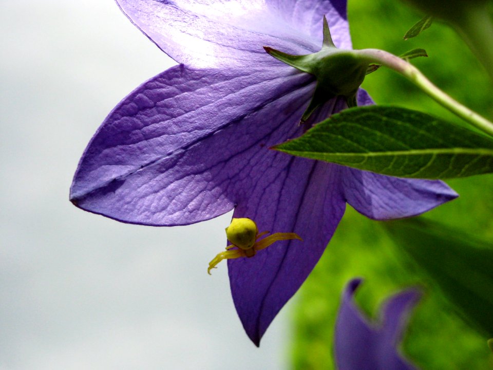 Spring, Purple flower, Yellow spider