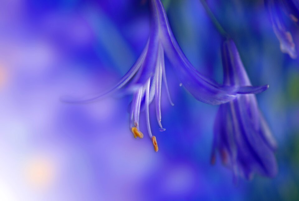 Bloom blue nature photo
