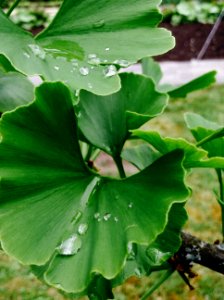 Drop, Rain, Tree photo