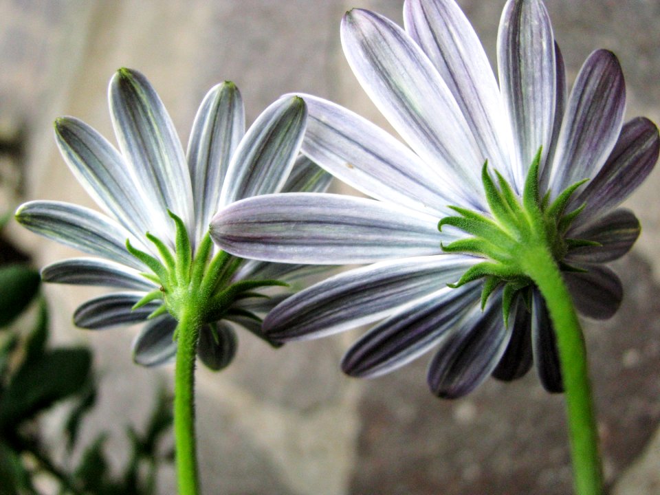 Nature, Green, White flower