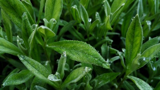 Drops, Grass, Dew photo