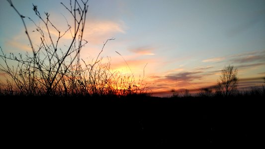 Tree, Sunset, Cloud