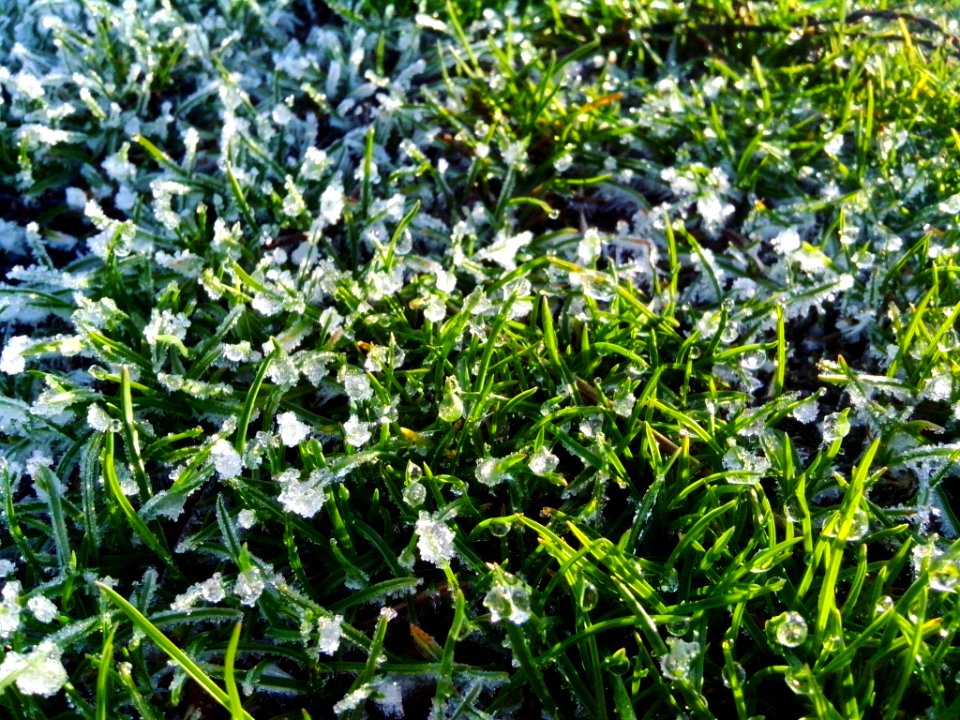 Fill, Grass, Winter