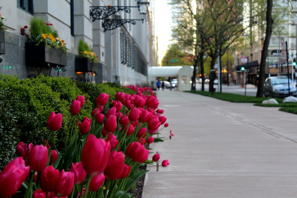 Chicago, United states, Architecture