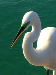 Anna maria Island, United states, Shore