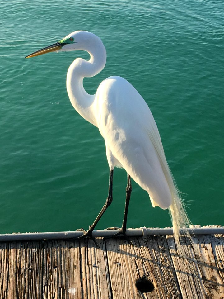 Anna maria Island, United states, Shore bird