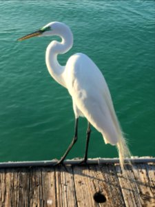 Anna maria Island, United states, Shore bird