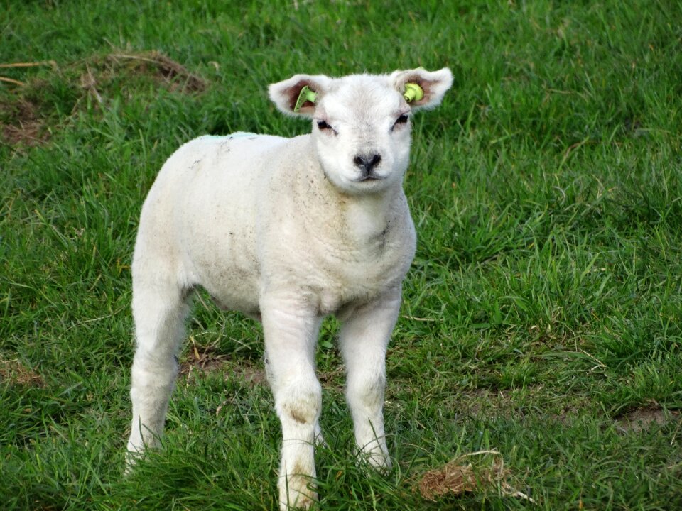 Spring lambs animals