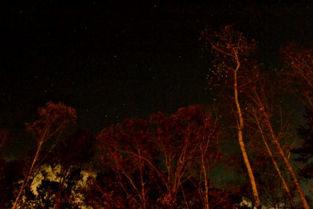 Stars, Night, Trees photo