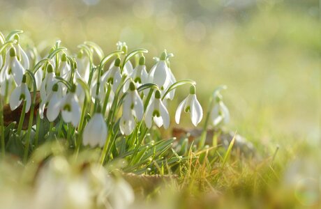 Early bloomer spring close up photo