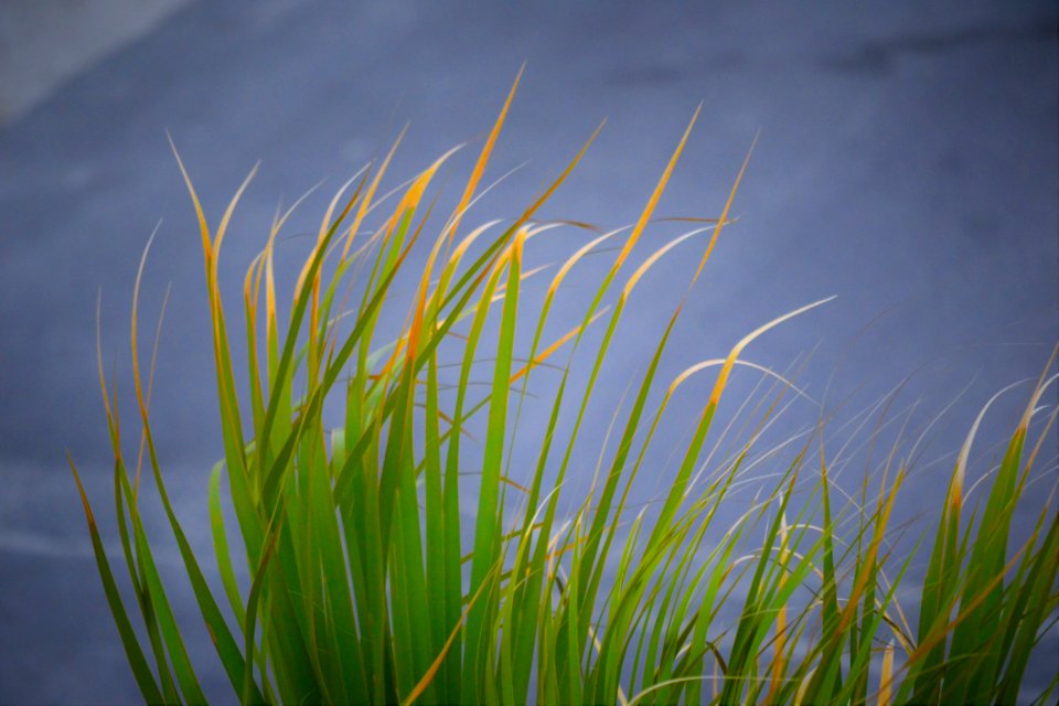 Grass