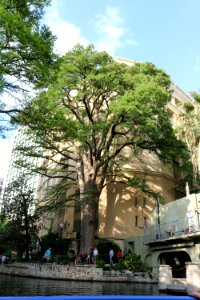 San antonio, United states, Trees
