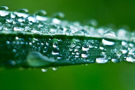 Morning morning dew green morning