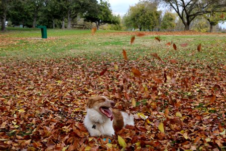 Woodward park, Fresno, United states