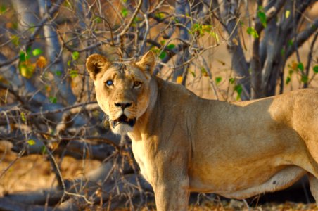 Chobe national park, Botswana, Lion photo